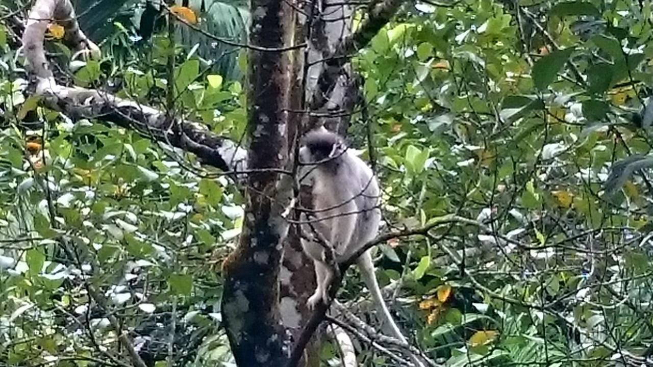 360 Rainforest Deniyaya Bagian luar foto