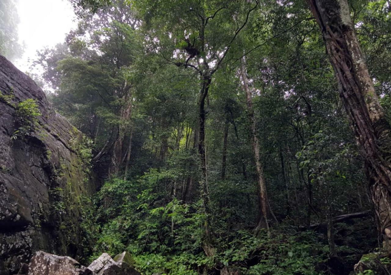 360 Rainforest Deniyaya Bagian luar foto
